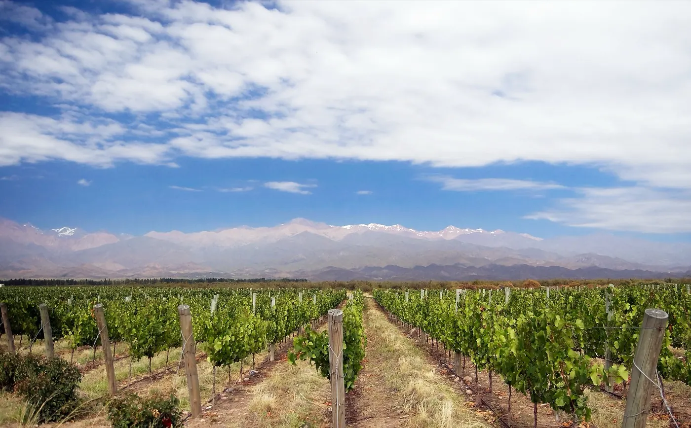 Viñedos con la cordillera de fondo, Mendoza